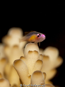 Purple-eyed Goby by Iyad Suleyman 